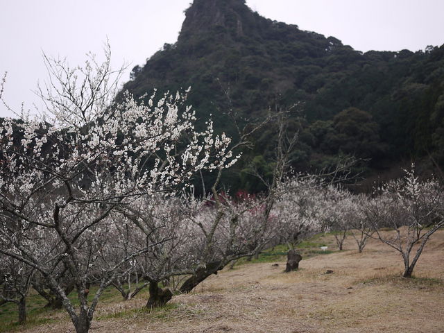 御船ケ丘梅林_御船ケ丘梅林