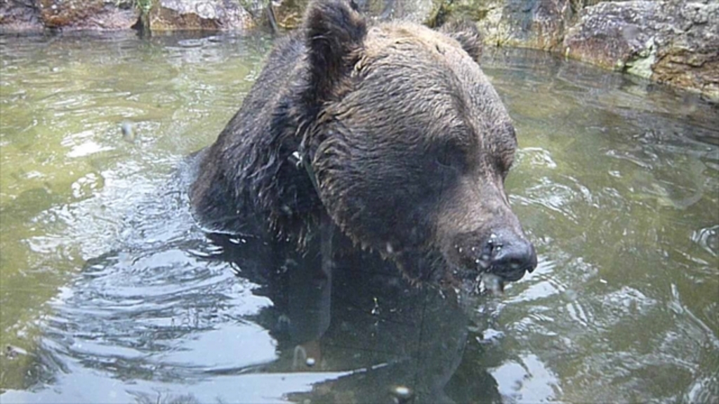 サホロ ベアマウンテン