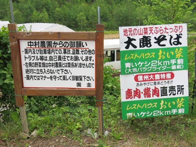 中村農園_中村農園の青いケシ