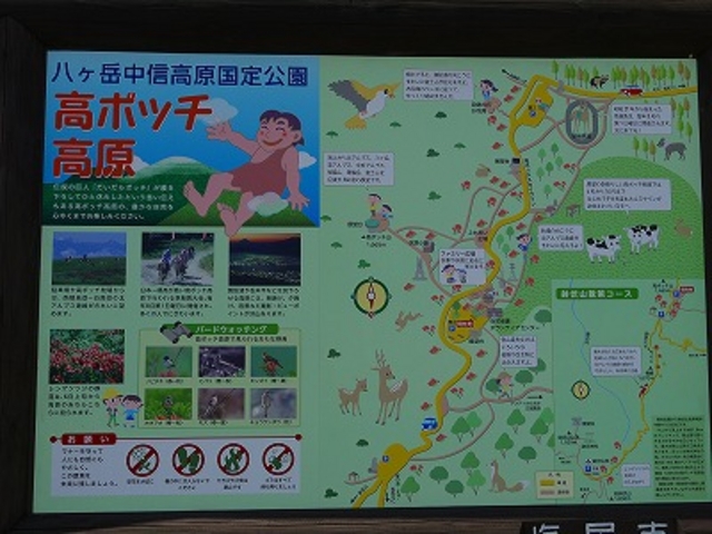 長野県・岡谷市・高ボッチ高原_高ボッチ高原のレンゲツツジ
