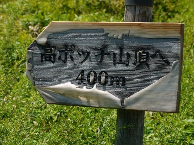 長野県・岡谷市・高ボッチ高原_高ボッチ高原のレンゲツツジ