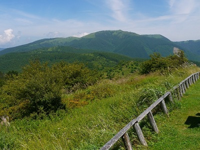 長野県・岡谷市・高ボッチ高原_高ボッチ高原のレンゲツツジ