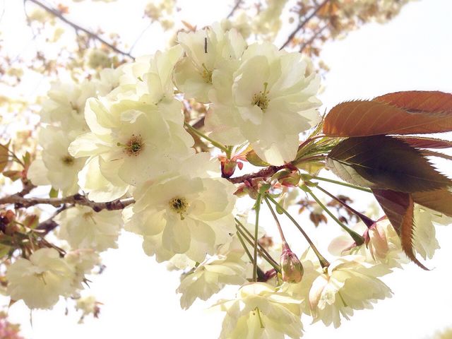 薄い黄緑色の桜_松前公園の桜