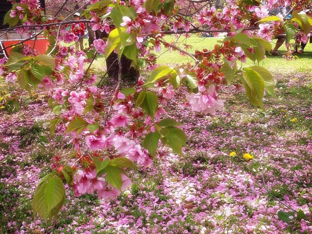 桜の絨毯もキレイでした!_松前公園の桜