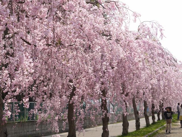桜並木が続きます。_日中線しだれ桜並木