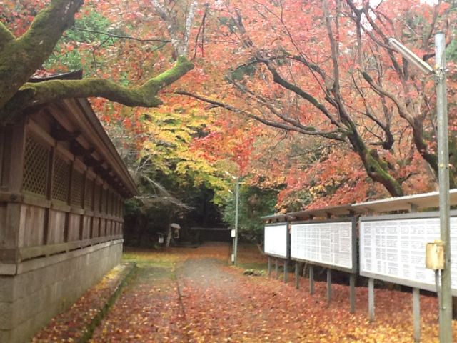 ふじこさんの養父神社の紅葉の投稿写真3