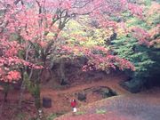ふじこさんの養父神社の紅葉の投稿写真1