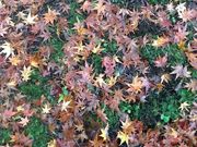 ふじこさんの養父神社の紅葉の投稿写真2