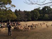 まんまるさんさんの鹿寄せの投稿写真1