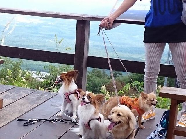 暑さに弱いワンちゃんにも避暑地です_まきば公園