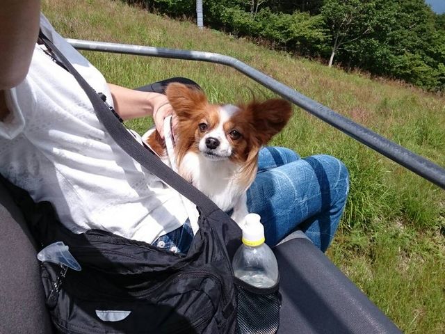 ワンちゃんと一緒にリフトに乗れます。_サンメドウズ 大泉・清里スキー場