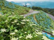 naccoさんの大川原高原のあじさいの投稿写真1