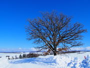 Hiroさんのセブンスターの木の投稿写真1