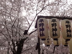 しどーさんの平野神社への投稿写真1