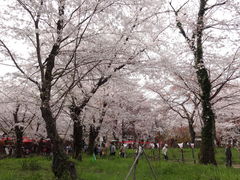 しどーさんの平野神社への投稿写真2