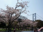 エコさんのめかり公園の桜の投稿写真1