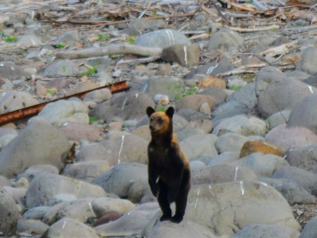 熊が立ってる(笑)
おーい(笑)_ゴジラ岩観光 カムイワッカクルーザー知床半島ウトロクルーズ