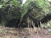 マイBOOさんの金時山の投稿写真1