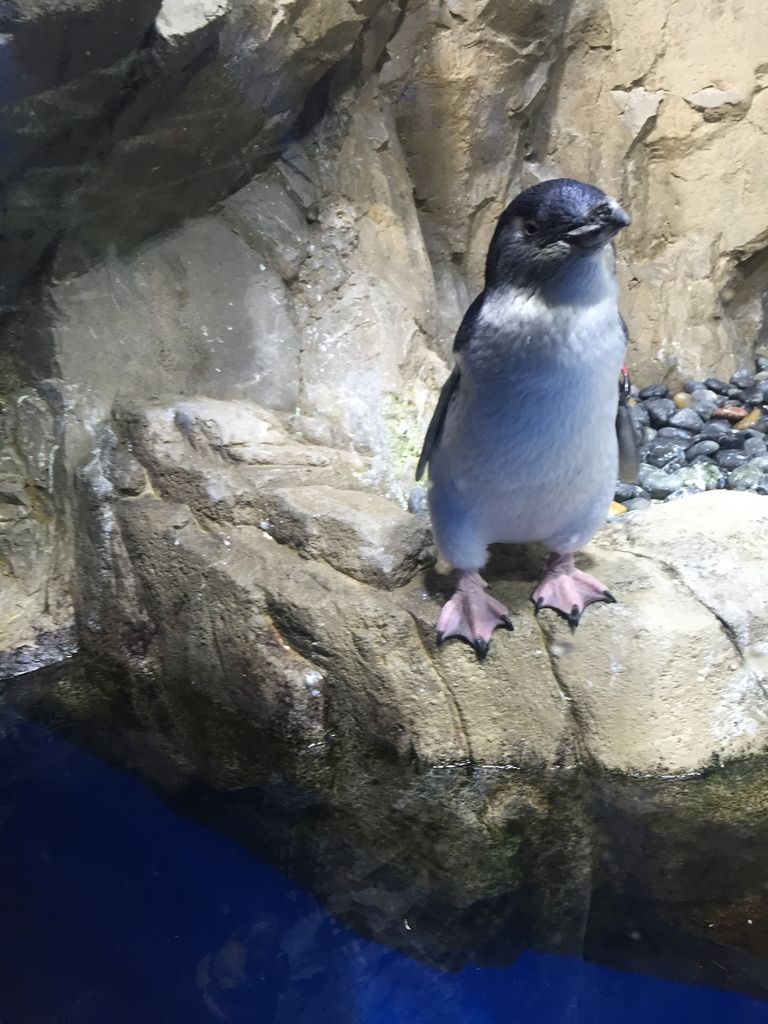 仙台うみの杜水族館