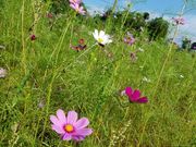 ゆきんこさんの水城跡の投稿写真2