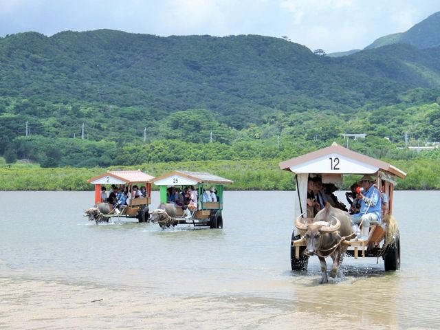 水牛車に揺られて由布島へ_平田観光