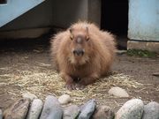 おおやじさんの万力公園の投稿写真3