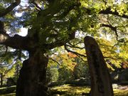 マイBOOさんの札所八番 西善寺のコミネカエデの投稿写真1