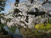 みずほ5525さんの狭山池の投稿写真6