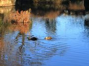 みずほ5525さんの狭山池の投稿写真9