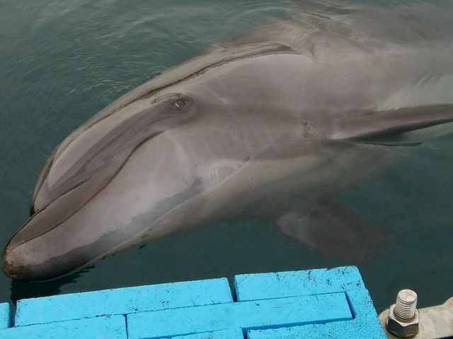 こんなに
近くまで来てくれました!_室戸ドルフィンセンター