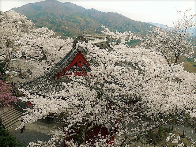 桜。上から撮影。_雨引山楽法寺(雨引観音)