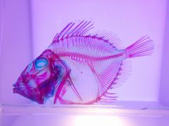 沼津港深海水族館〜シーラカンス・ミュージアム〜の写真1