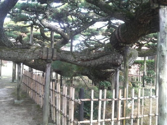 松の幹が三方向に分かれて伸びている_永安寺の雲竜の松