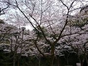 すいこさんの慈眼寺公園の投稿写真1