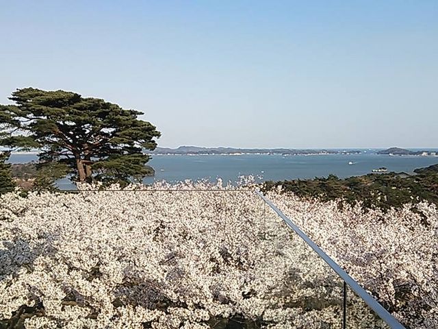 桜の海が広がる春。_カフェ ロワン