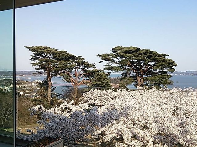 眼下に広がる桜。_カフェ ロワン