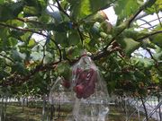 あきちゃんさんの土山ぶどう園の投稿写真1