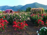 きのこさんのさかき千曲川バラ公園の投稿写真1