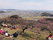 sklfhさんの綾部山梅林の投稿写真1