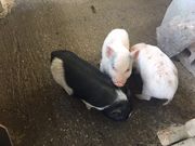 kokimariさんの串間いちご畑の投稿写真2