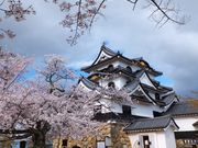 雷ちゃんさんの特別史跡彦根城跡の投稿写真16
