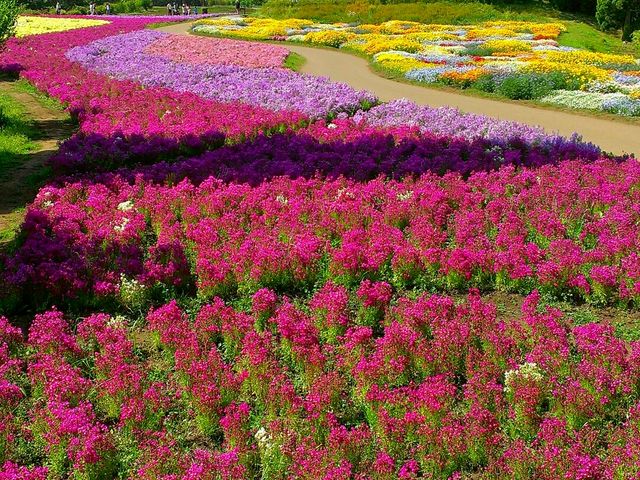 絵の様な花壇_くじゅう花公園