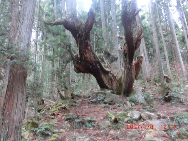 雄大な感じです、とても幻想的です。_株杉