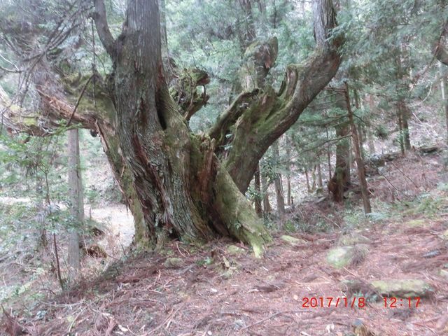 同じくです_株杉