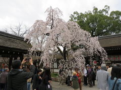 ゴンさんの平野神社への投稿写真1