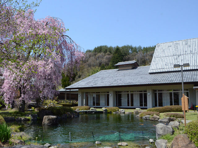 満開の枝垂桜が迎えてくれました_遊神館