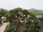 てつきちさんの天然温泉石道の投稿写真3