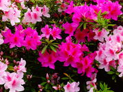 しどーさんの西山公園のツツジの投稿写真4