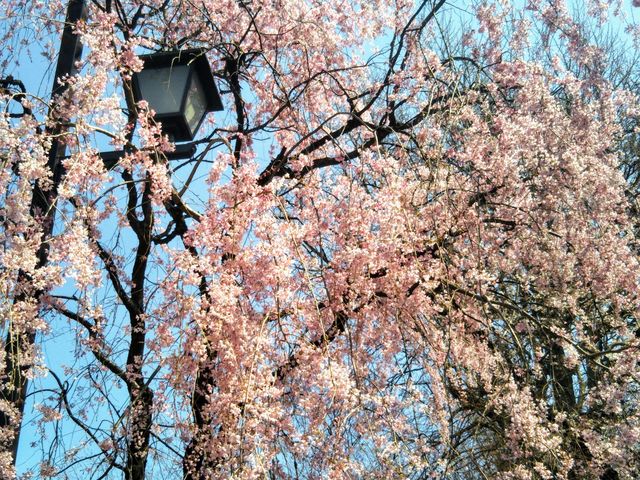 シダレザクラ_上野恩賜公園の桜