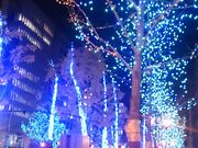 ♪さんの御堂筋の投稿写真1